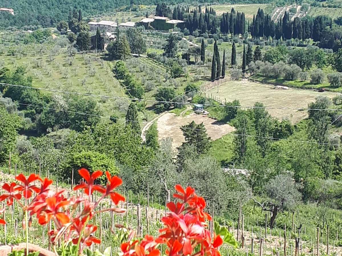 a close up of a flower garden