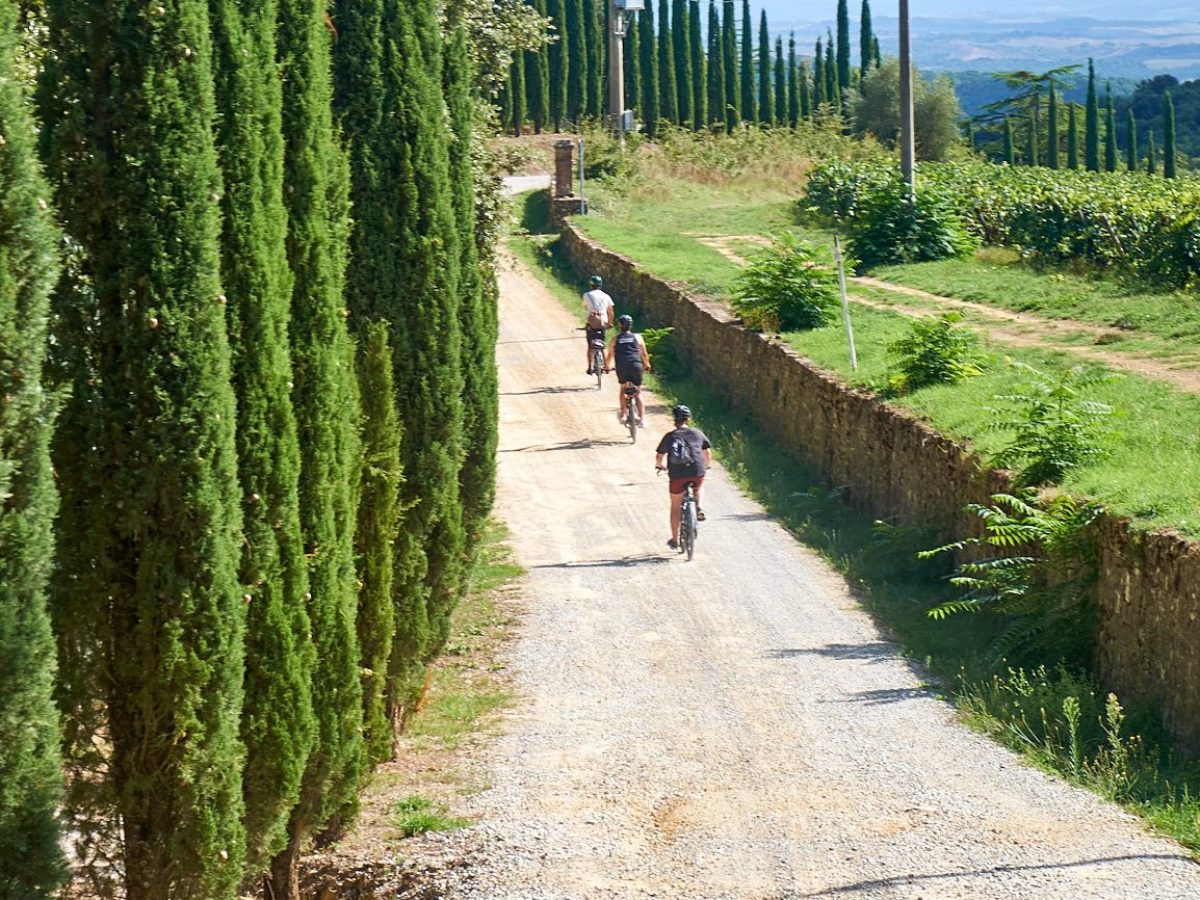 Cyclists on a gravel path lined with tall cypress trees in a rural setting.
