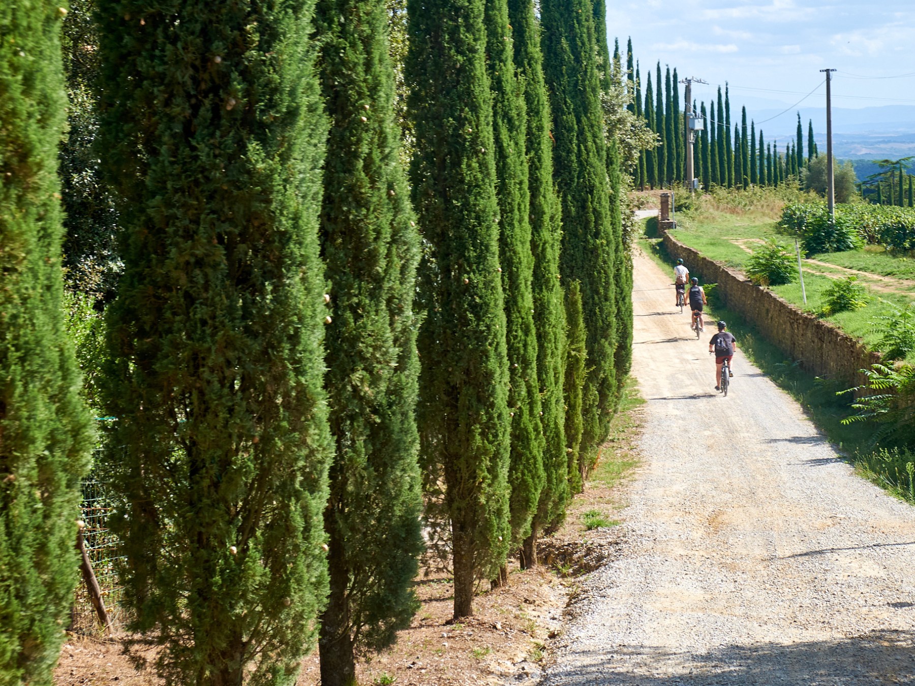 Cyclists on a gravel path lined with tall cypress trees in a rural setting.