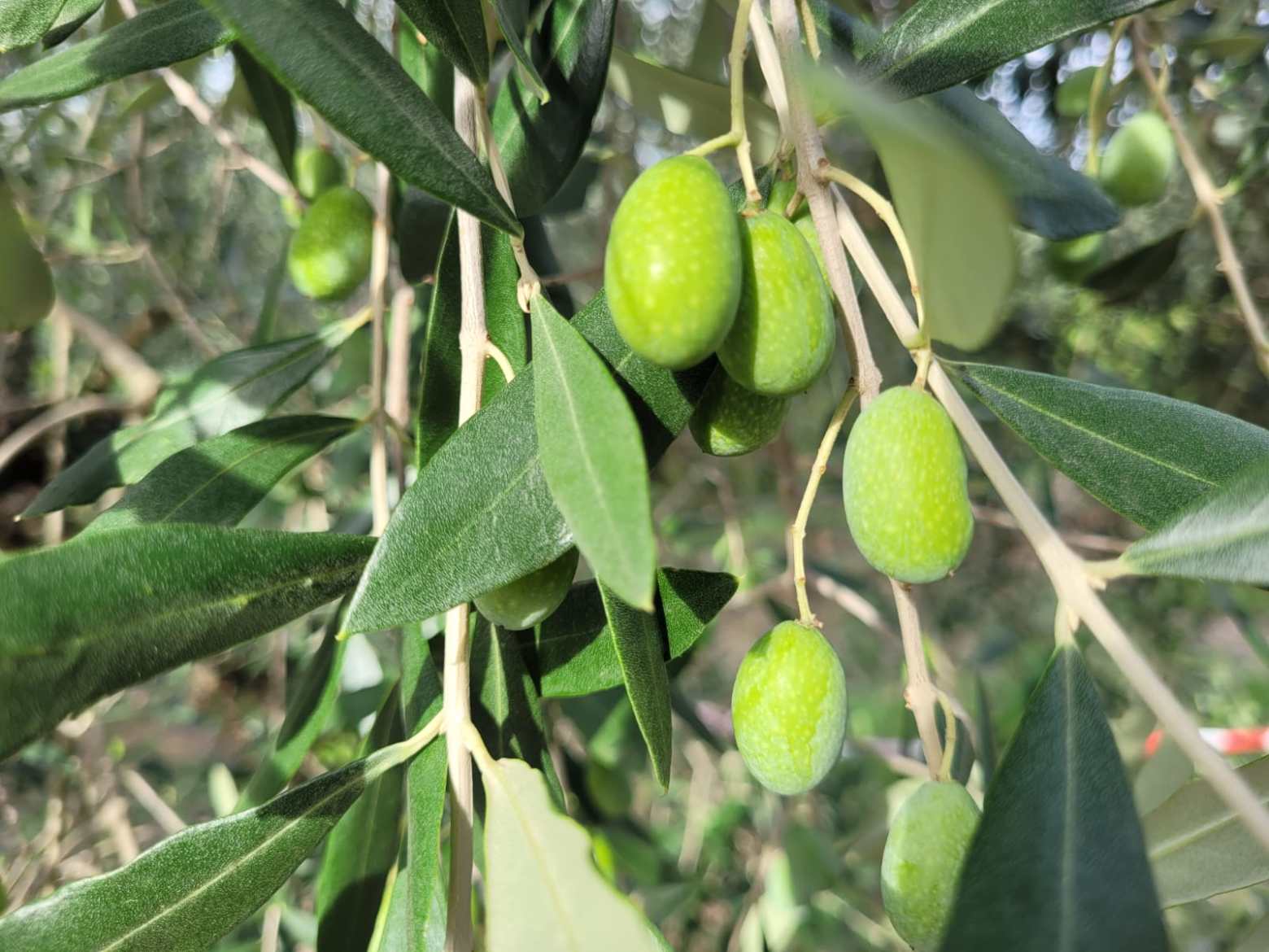 a close up of a green branch