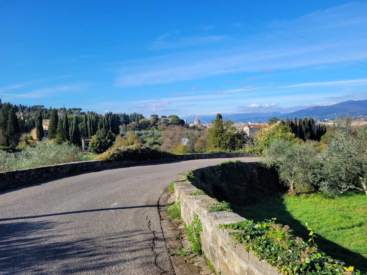 a path with trees on the side of a hill