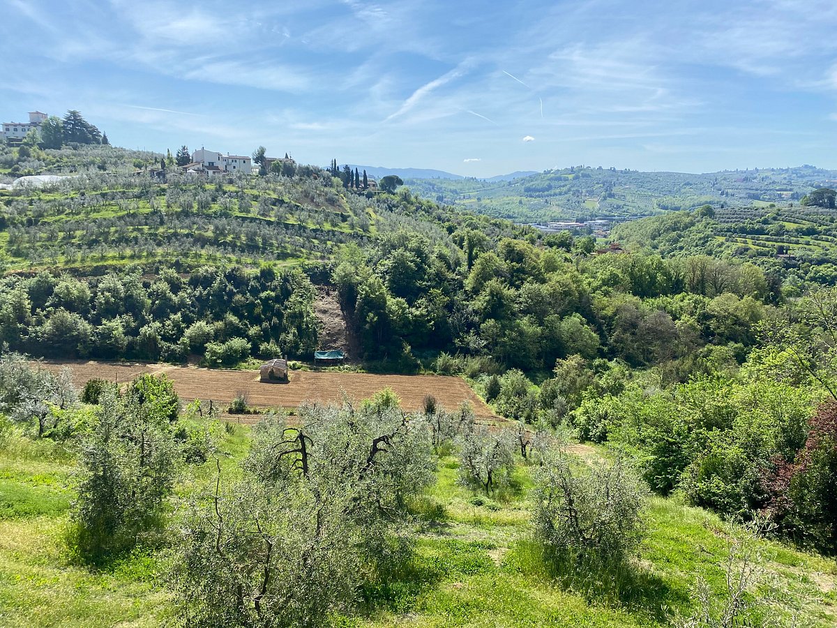 a tree with a mountain in the background