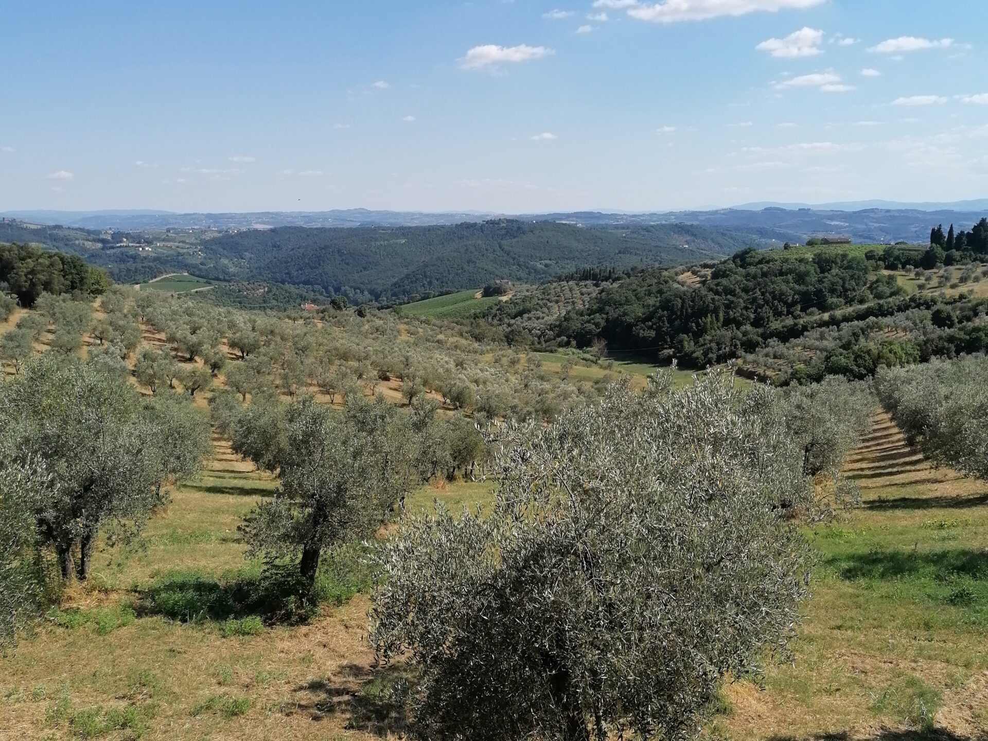 a close up of a dry grass field