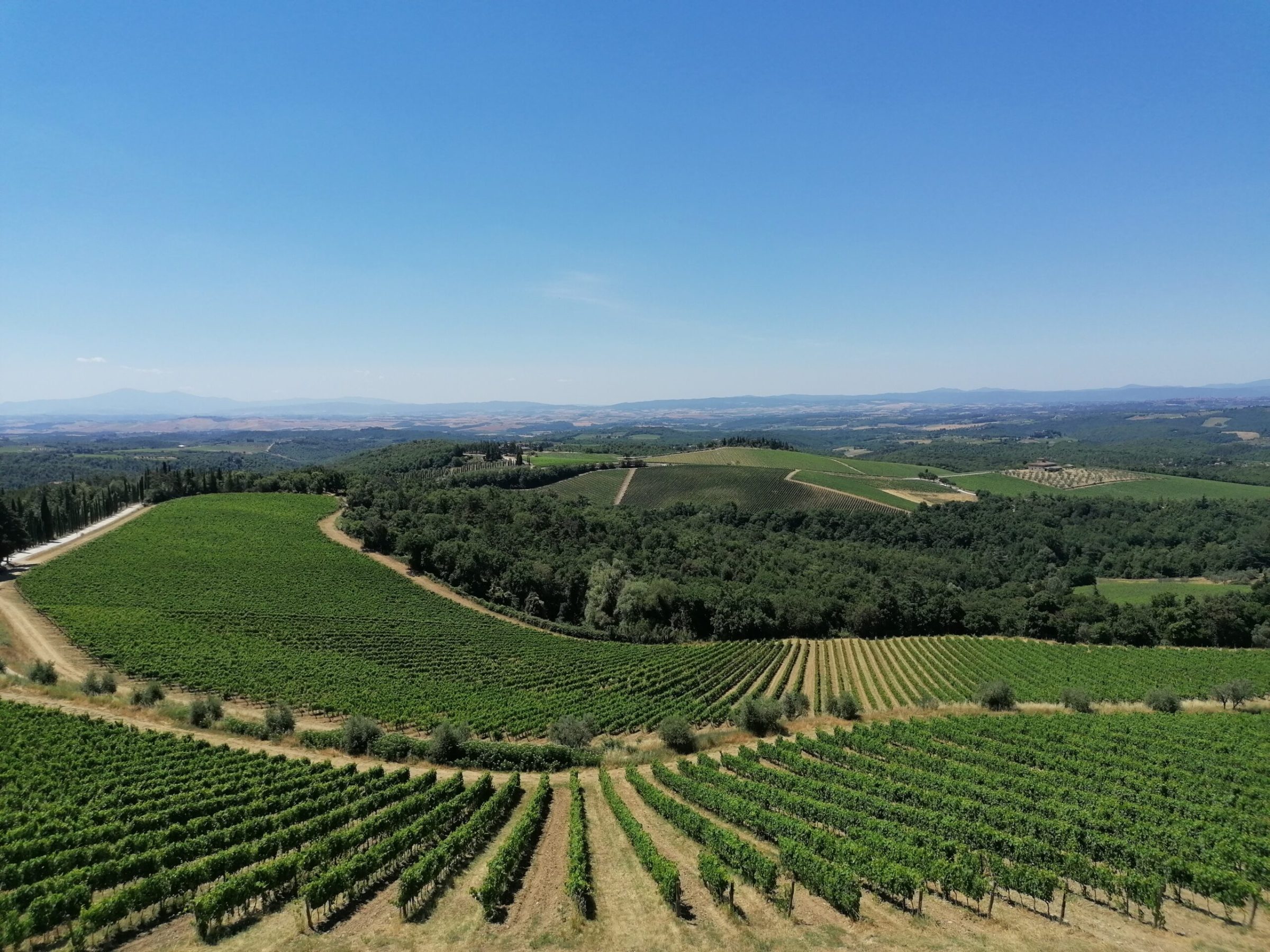 a herd of sheep grazing on a lush green field