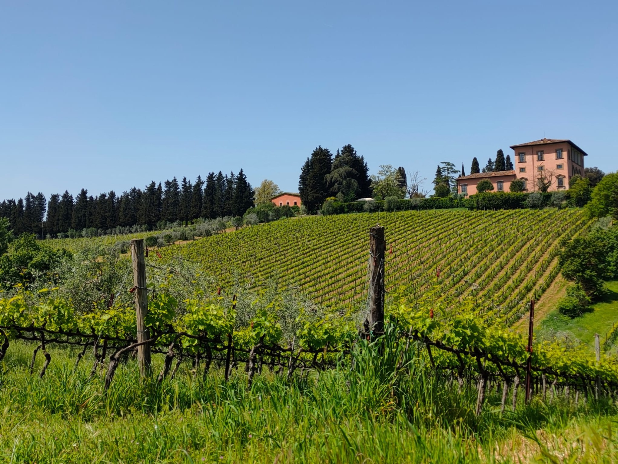 a close up of a lush green field