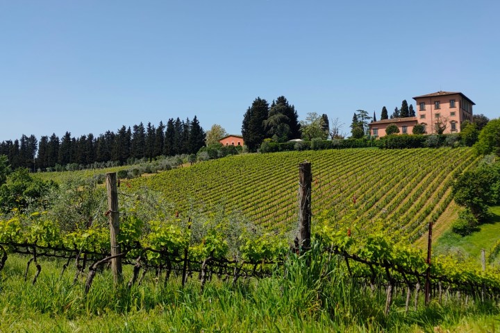 a close up of a lush green field