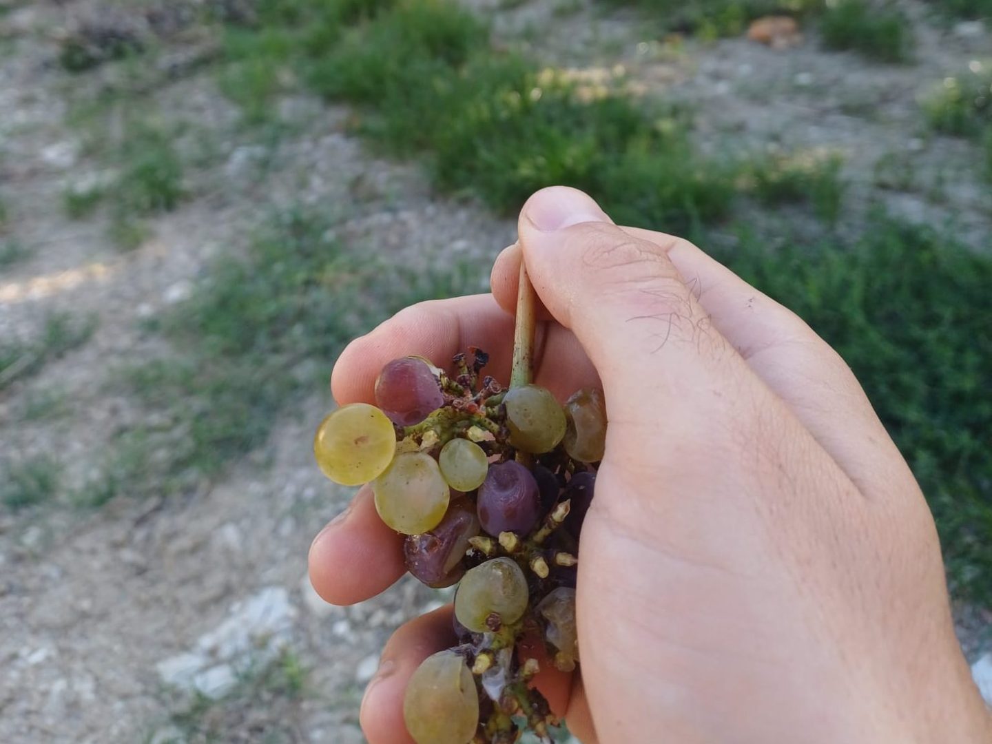 Hand holding grapes with vineyard in background under clear sky.